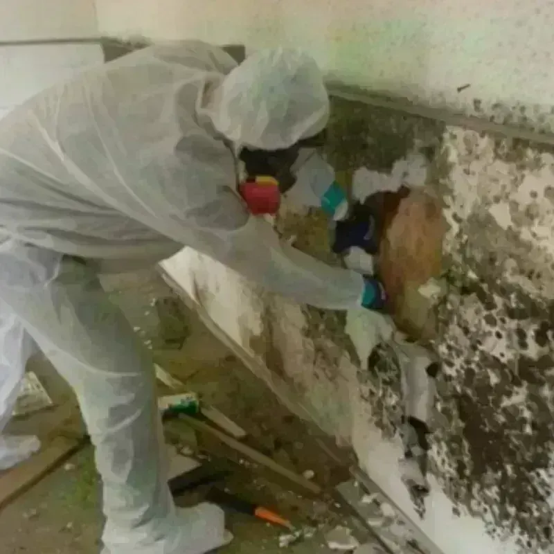 Mold Remediation and Removal in Mendocino County, CA